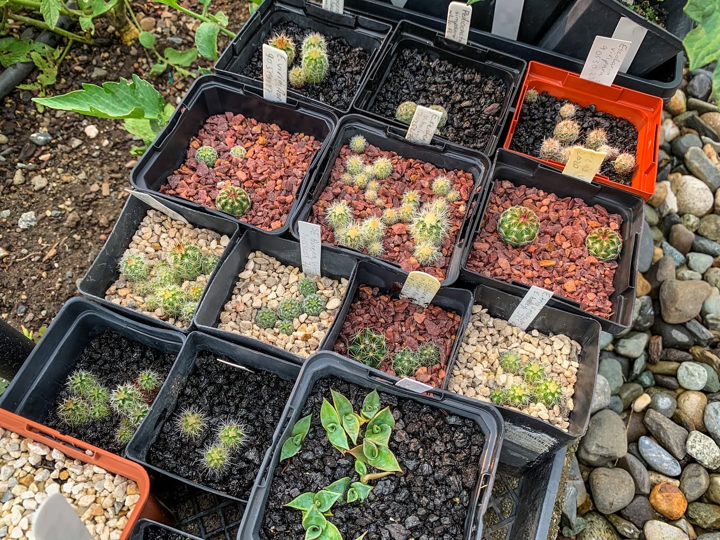 Training and propagation image